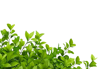 Lot off leafs in as a bush